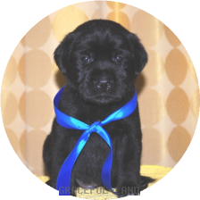 男の子(青リボン母エメラルド)